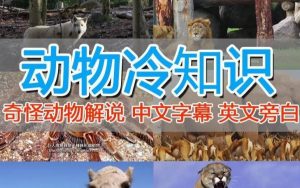 外面卖1699的国外纪录片解说(动物解说、美食、动画片)稳过中视频-一点通资源网